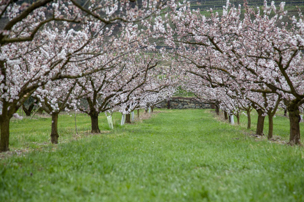 Цвітіння абрикосу в долині Вахау, Австрія - Фото, зображення