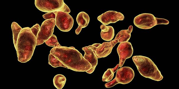 Bacteria Mycoplasma genitalium - Photo, Image