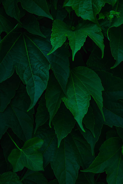 Fresh green leaves covering the wall. Natural green background f - Foto, immagini