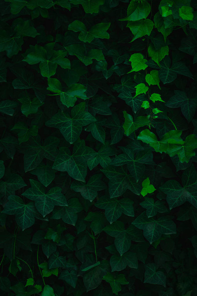Fresh green leaves covering the wall. Natural green background f - Foto, Imagem