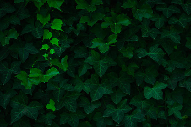 Fresh green leaves covering the wall. Natural green background f - Fotografie, Obrázek