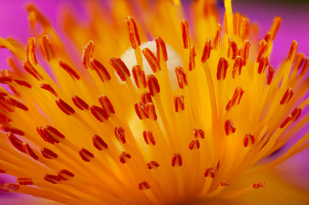 Cistus flor estame super macro
  - Foto, Imagem