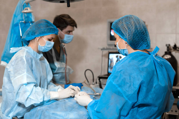 Ветеринар виконує операцію по стерилізації. Кіт на опері
 - Фото, зображення