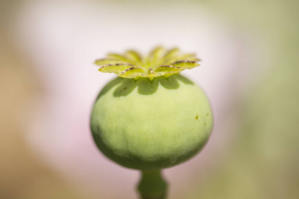 Fleurs et gousses de pavot à opium
 - Photo, image