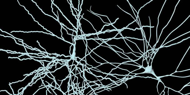 Пірамідальні нейрони, клітини мозку людини
 - Фото, зображення