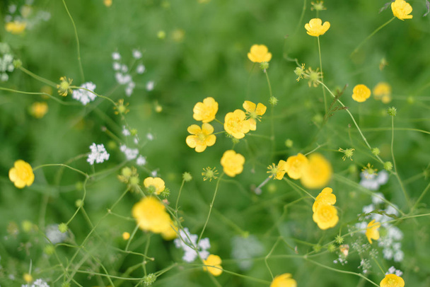 Pole divokých květin je žlutý motýlek, malé bílé květy a jasně zelená tráva. Pohled shora - Fotografie, Obrázek