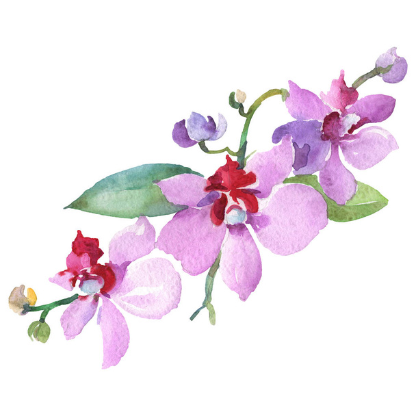 Violet orchid branch floral botanical flower. Wild spring leaf wildflower isolated. Watercolor background set. Watercolour drawing fashion aquarelle. Isolated orchid illustration element. - 写真・画像