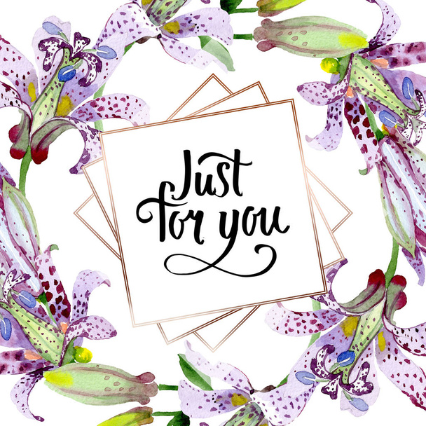 Tricyrtis violeta flores botânicas florais. Conjunto de ilustração de fundo aquarela. Quadro borda ornamento quadrado
. - Foto, Imagem