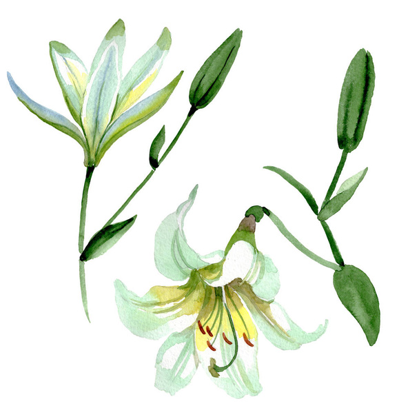 White lily floral botanical flowers. Watercolor background illustration set. Isolated lilia illustration element. - Photo, Image