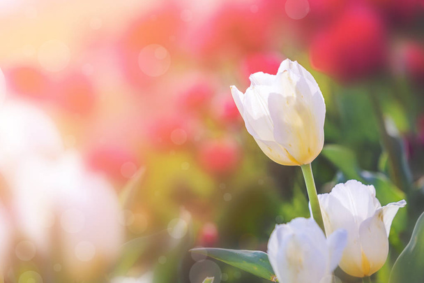 Tulipán na jaře pod sluncem, krásný a barevný Tulipán  - Fotografie, Obrázek