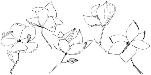 Vektormagnolie für botanische Blumen. Schwarz-weiß gestochene Tuschekunst. isolierte Magnolie Illustrationselement. - Vektor, Bild