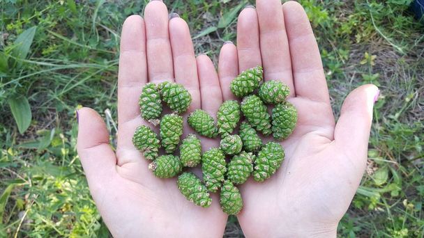 Mãos no coração Forma de cones saudáveis verdes Árvore de Natal, bom para a saúde
 - Foto, Imagem