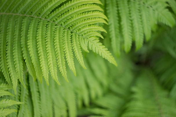 Beautyful fern leaves in a garden, close up - Photo, Image