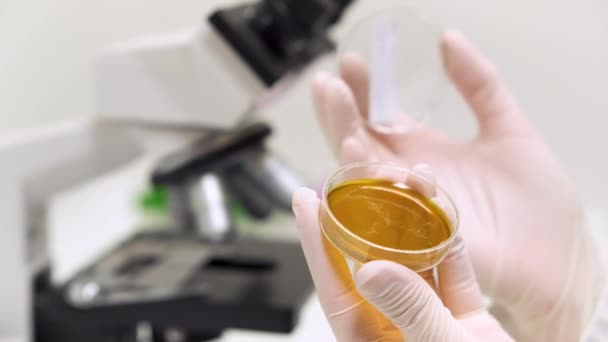 Forscher untersucht Petrischale im Labor.  - Filmmaterial, Video