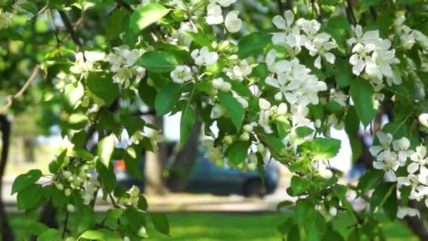 Miasto miejskie sceny życia styl przez kwitnących jabłoni w parku - Materiał filmowy, wideo