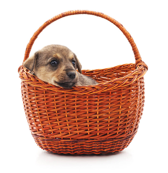Little puppy in a basket. - Fotografie, Obrázek