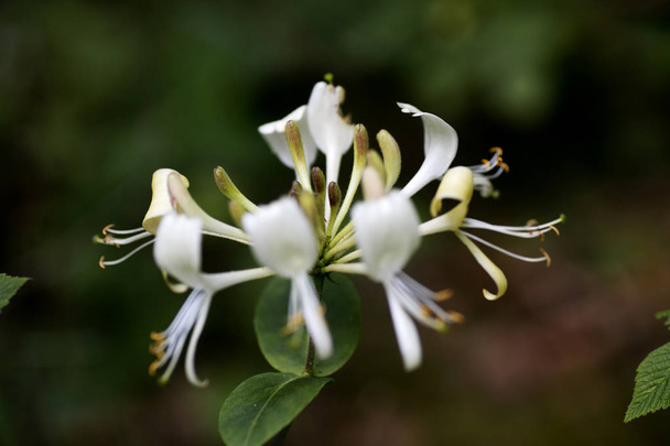 Flower Lonicera etrusca santi honeysuckle macro caprifoliaceae family background high quality - Photo, Image