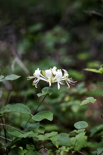 Flower Lonicera etrusca santi honeysuckle macro caprifoliaceae foundation high quality
 - Фото, изображение