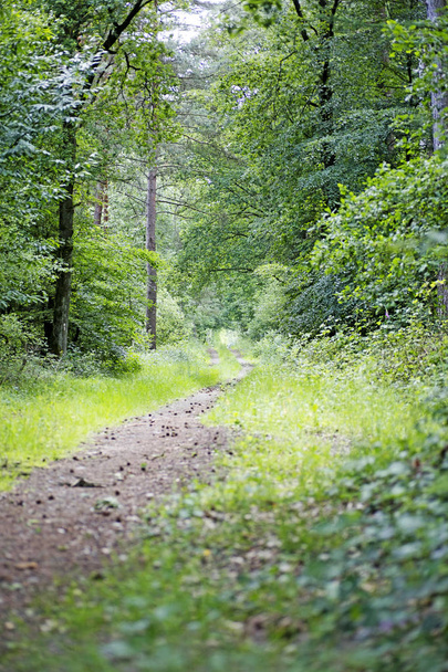 Route en forêt sauvage fond de haute qualité
 - Photo, image