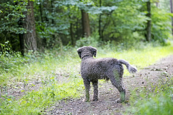 Bruine hond portret in bos lagatto Romagnolo achtergrond hoge kwaliteit - Foto, afbeelding