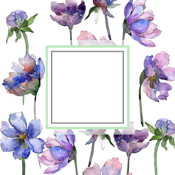 Ibolya kozmosz virág virágos botanikus virágok. Akvarell háttér illusztráció meg. Keretszegély Dísz tér. - Fotó, kép