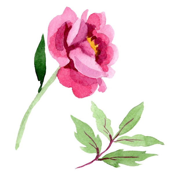 ピンクの牡丹の花植物花。水彩画背景イラスト セット。隔離された牡丹の図要素. - 写真・画像