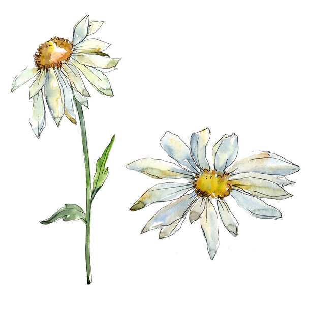 白いヒナギクの花の植物の花。●水彩背景イラストセット。孤立したヒナギクのイラスト要素. - 写真・画像