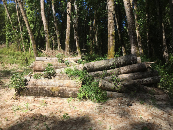 Toporové dřevo navršeno před lesem - Fotografie, Obrázek