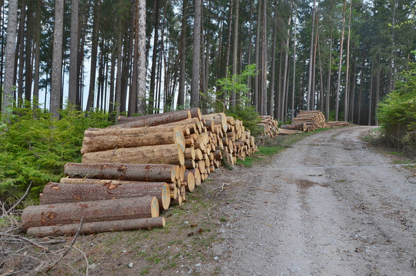 timber ready for transport, South Bohemia - Photo, Image