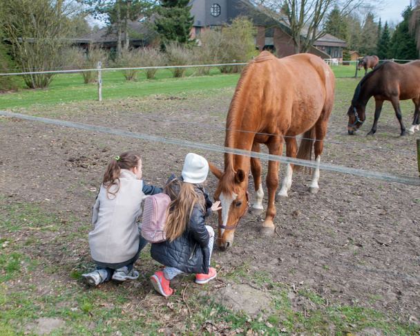 Two girls stroking a horse that tilted its head to it - Fotoğraf, Görsel
