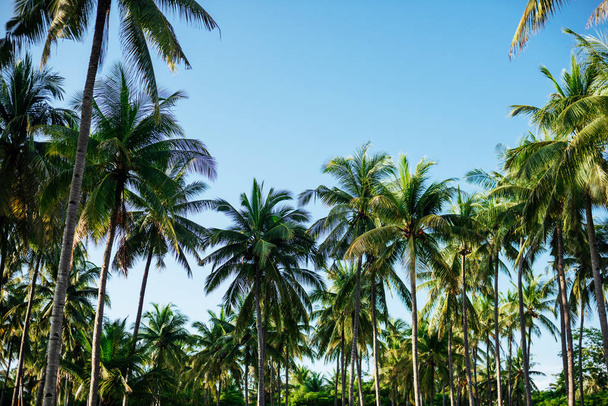 Palm leaves on sky background - Valokuva, kuva