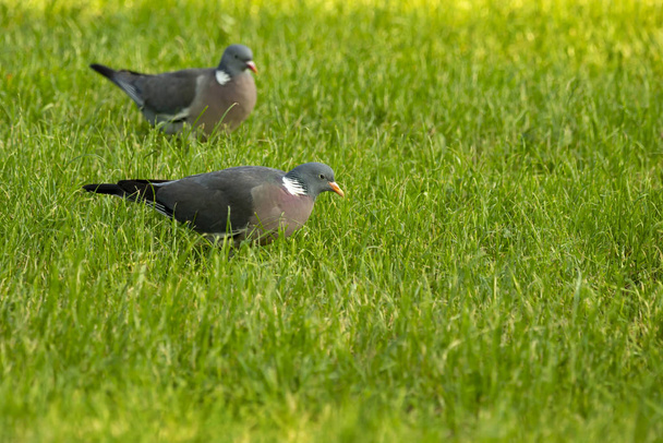 Pigeons feed on seeds in the grass. - Fotoğraf, Görsel