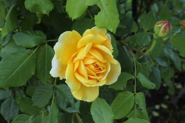 желтая роза в саду - Фото, изображение