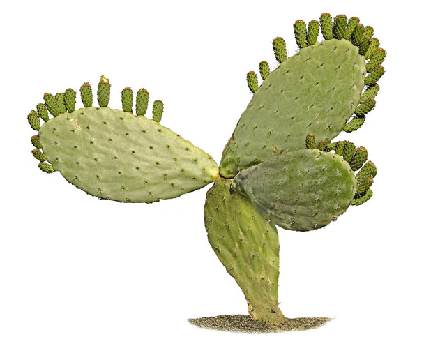 Cactus aislado sobre fondo blanco - Foto, Imagen