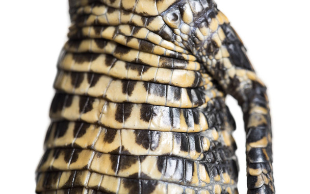 Карликовый крокодил на белом фоне
 - Фото, изображение