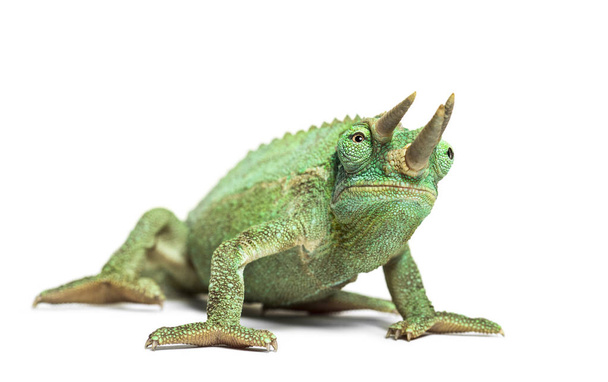 Side view of a Jackson's horned chameleon walking - Photo, Image