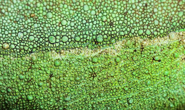 Bir Jackson 'ın boynuzlu bukalemunda cilt yakın çekim - Fotoğraf, Görsel