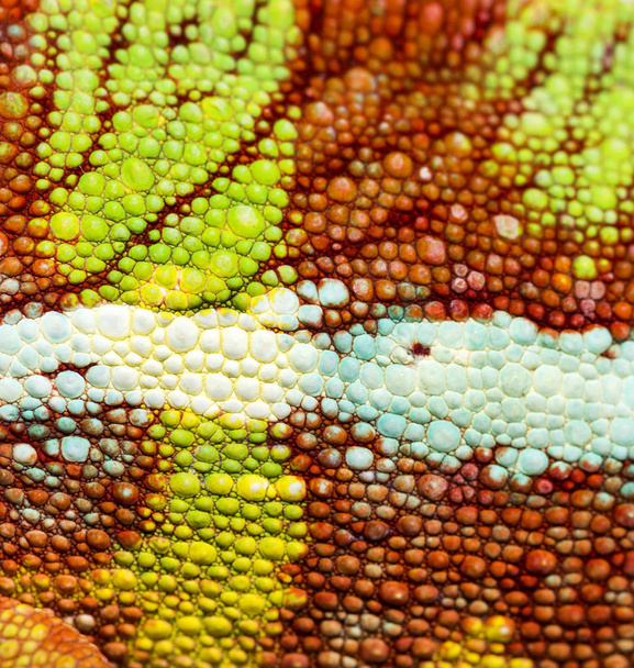 Panther chameleon, Furcifer pardalis, in close up - Photo, Image