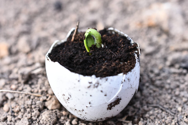 Una imagen cercana de una plántula de calabaza joven que se cultiva orgánicamente en una cáscara de huevo
.  - Foto, Imagen
