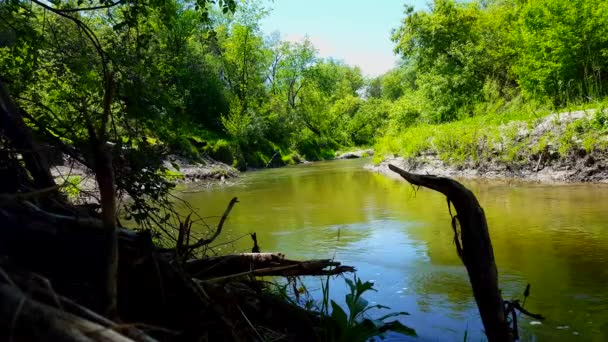 Gyönyörű áramló folyó körülvett erdő fák nyáron. Nézőpont a Treelined River Shore belsejében Woodland Tree terület. - Felvétel, videó