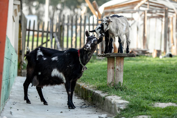 branco cabra garoto de pé na palha na frente do galpão
 - Foto, Imagem