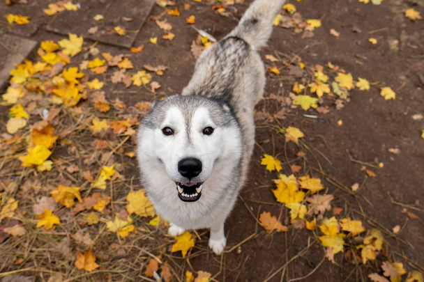 Husky is looking at the camera - Photo, Image
