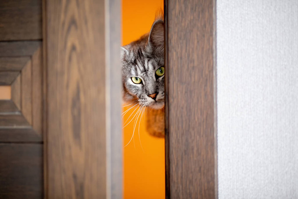 the cat peeks in the door - Fotografie, Obrázek