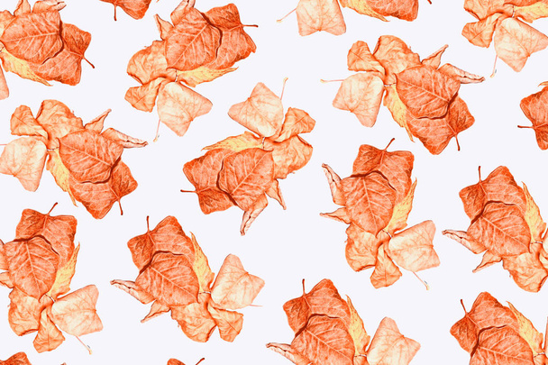 autumn leaves isolated on white background.  - Foto, afbeelding