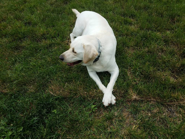 緑の草の上に足を交差した大きな白い犬 - 写真・画像