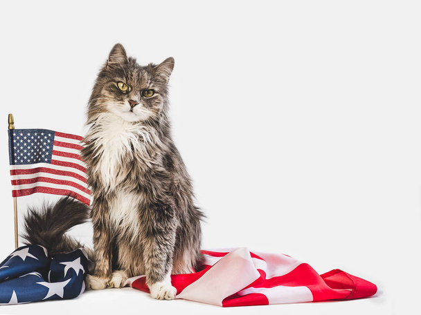 Cute kitten and American Flag. Studio photo shoot - Foto, immagini