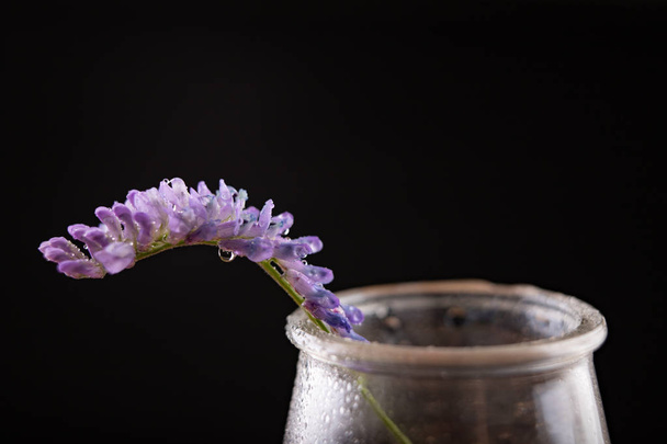 Small blue flowers in a glass vase. Beautiful small flowers with - 写真・画像