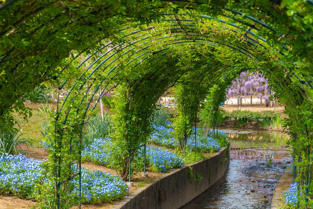 Parc aux fleurs, tunnel de vigne verte
. - Photo, image