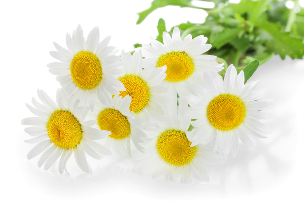 one chamomile or daisies with leaves isolated on white background - Photo, Image