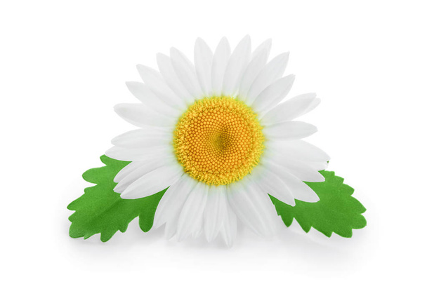 one chamomile or daisies with leaves isolated on white background - Photo, Image